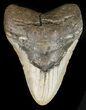 Bargain, Megalodon Tooth - North Carolina #47199-1